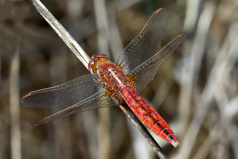 Crocothemis erythraea  femmina ?